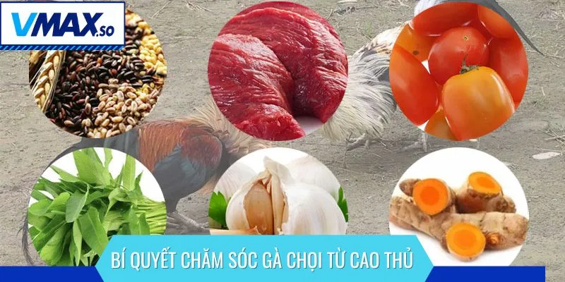 Chia sẻ bí quyết chăm sóc gà chọi từ cao thủ