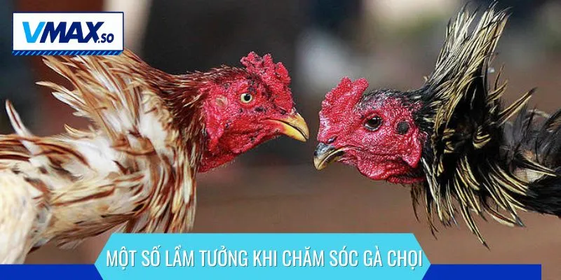 Một số lầm tưởng khi chăm sóc gà chọi