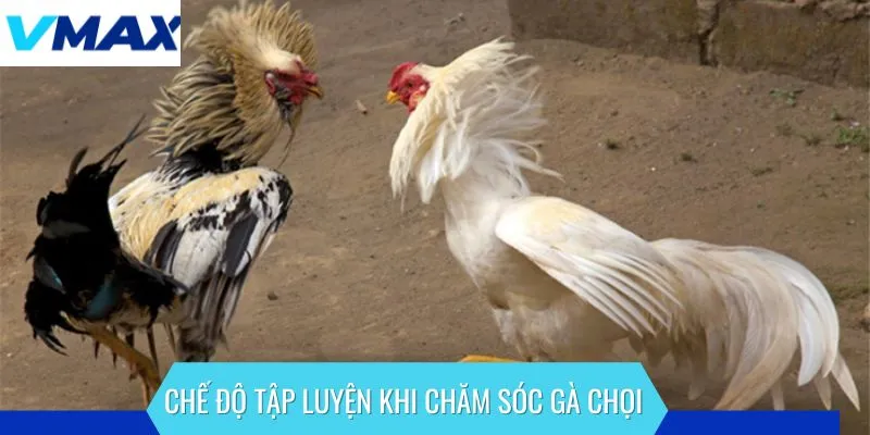 Chế độ tập luyện rất quan trọng khi chăm sóc gà chọi