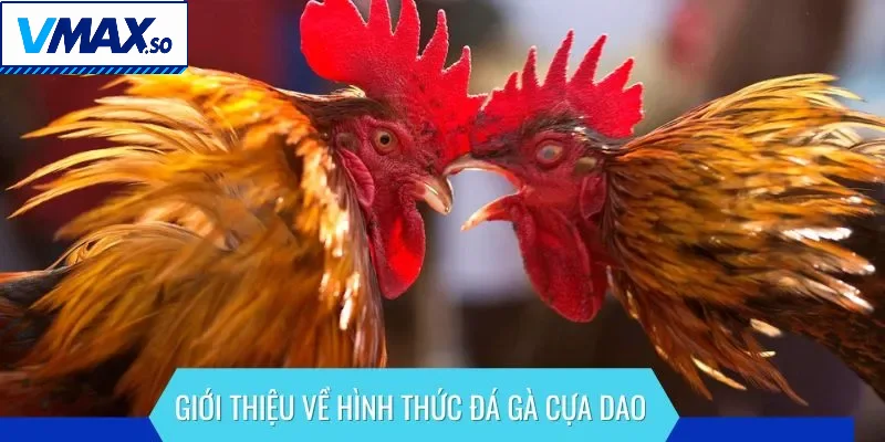 Giới thiệu về hình thức đá gà cựa dao