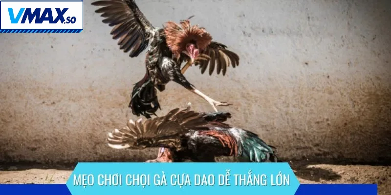Mẹo chơi chọi gà cựa dao dễ thắng lớn
