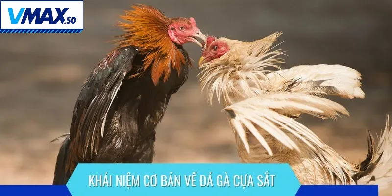 Khái niệm cơ bản về đá gà cựa sắt