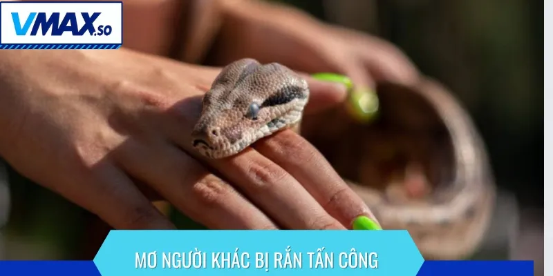 Nếu mơ thấy rắn đang tấn công người khác nên đánh con số nào