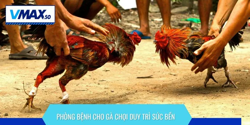 Phòng bệnh cho gà chọi là yếu tố giúp chiến kê duy trì thể trạng tốt nhất