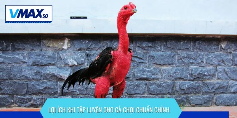 Việc tập luyện cho gà chọi đúng cách giúp duy trì trạng thái thi đấu tốt nhất