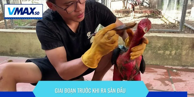 Chú trọng việc tăng sức đề kháng cho chiến kê trước ngày thi đấu