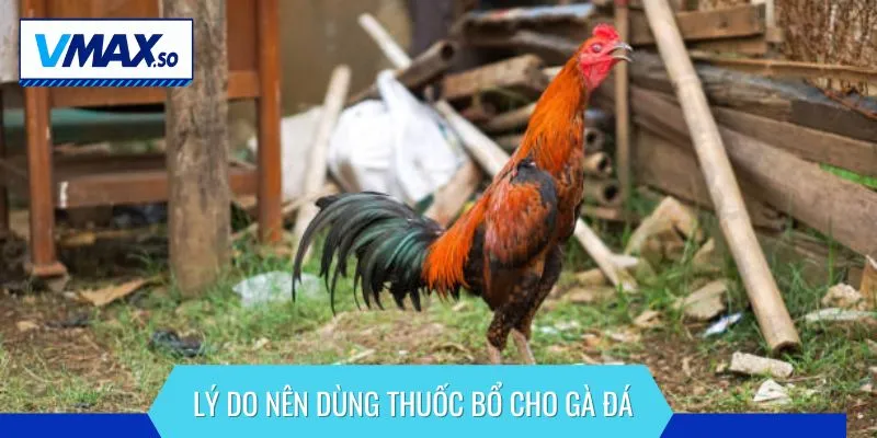 Lý do anh em nên dùng thuốc bổ cho gà đá