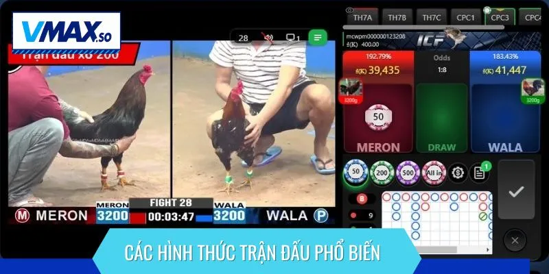 Đá gà thomo hình thức