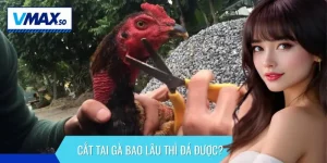 cắt tai gà bao lâu là đá được
