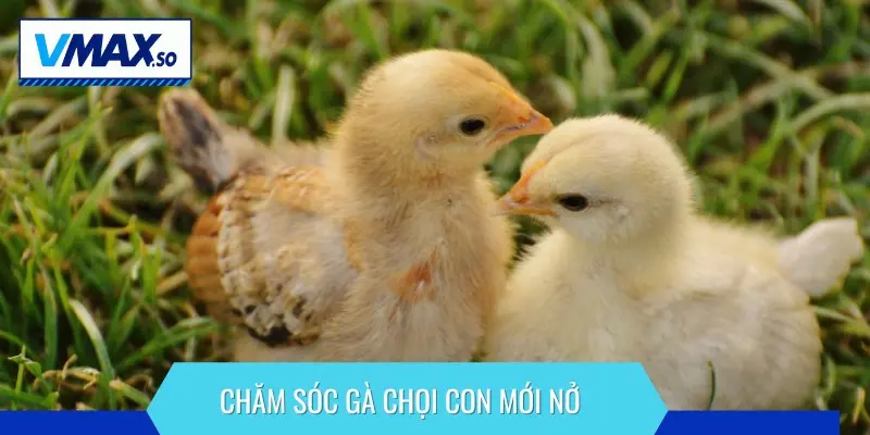chăm sóc gà chọi con mới nở