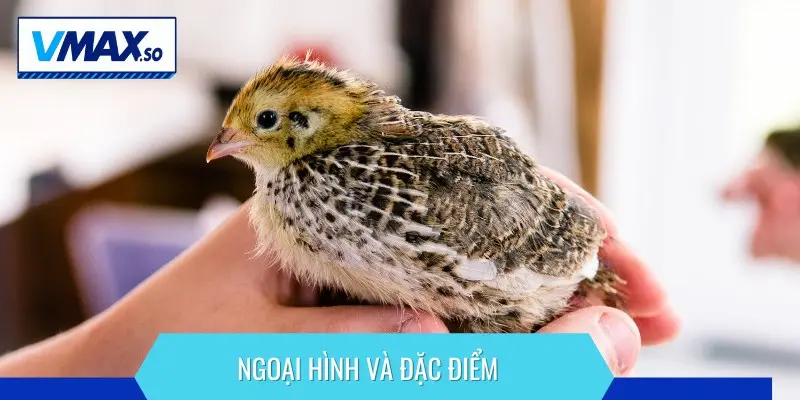 chăm sóc gà chọi con ngoại hình