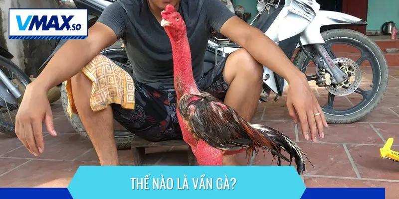 kỹ thuật vần gà chọi thể lưc