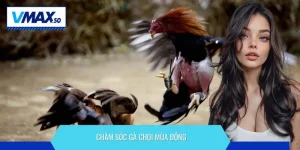 chăm sóc gà chọi mùa đông