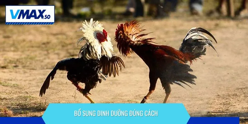 chăm sóc gà chọi mùa đông bổ sung dinh dưỡng đúng cách