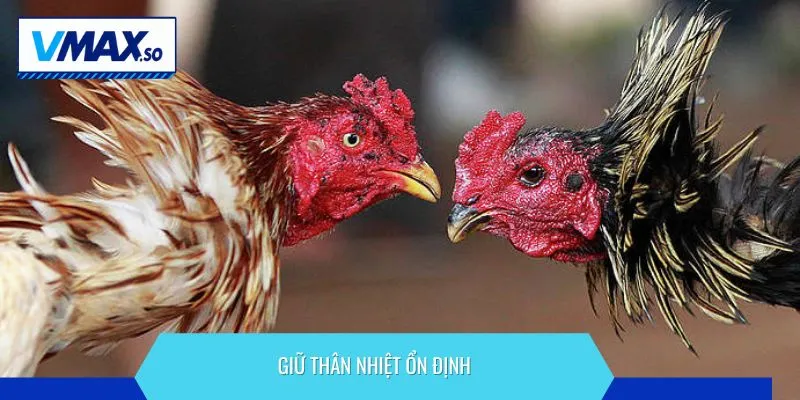 chăm sóc gà chọi mùa đông giữ thân nhiệt ổn định