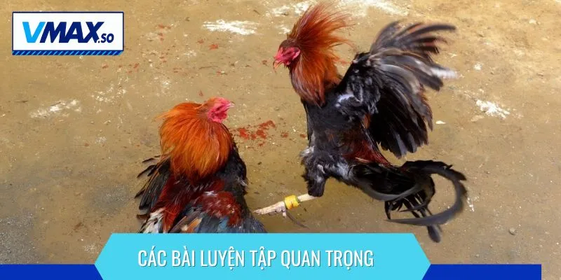 chăm sóc gà đòn luyện tập