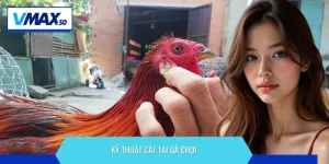 kỹ thuật cắt tai gà chọi