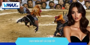 cách nhận biết gà chọi tốt